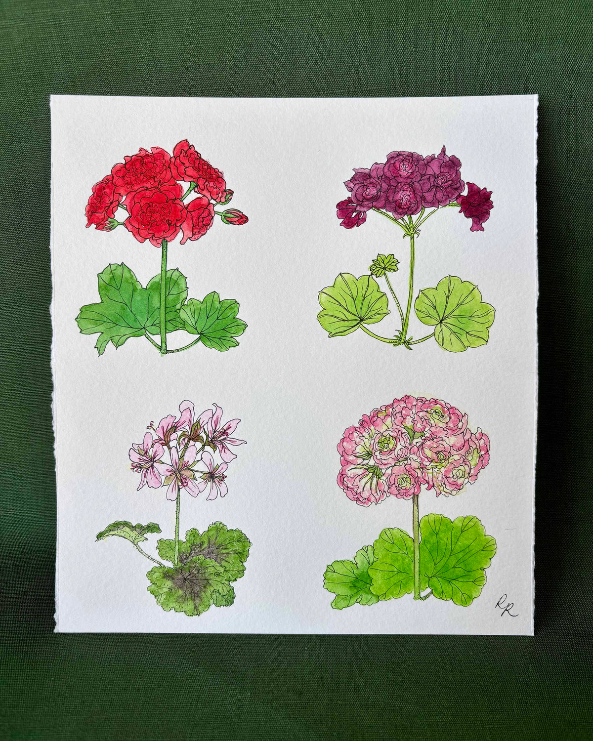 Pelargonium