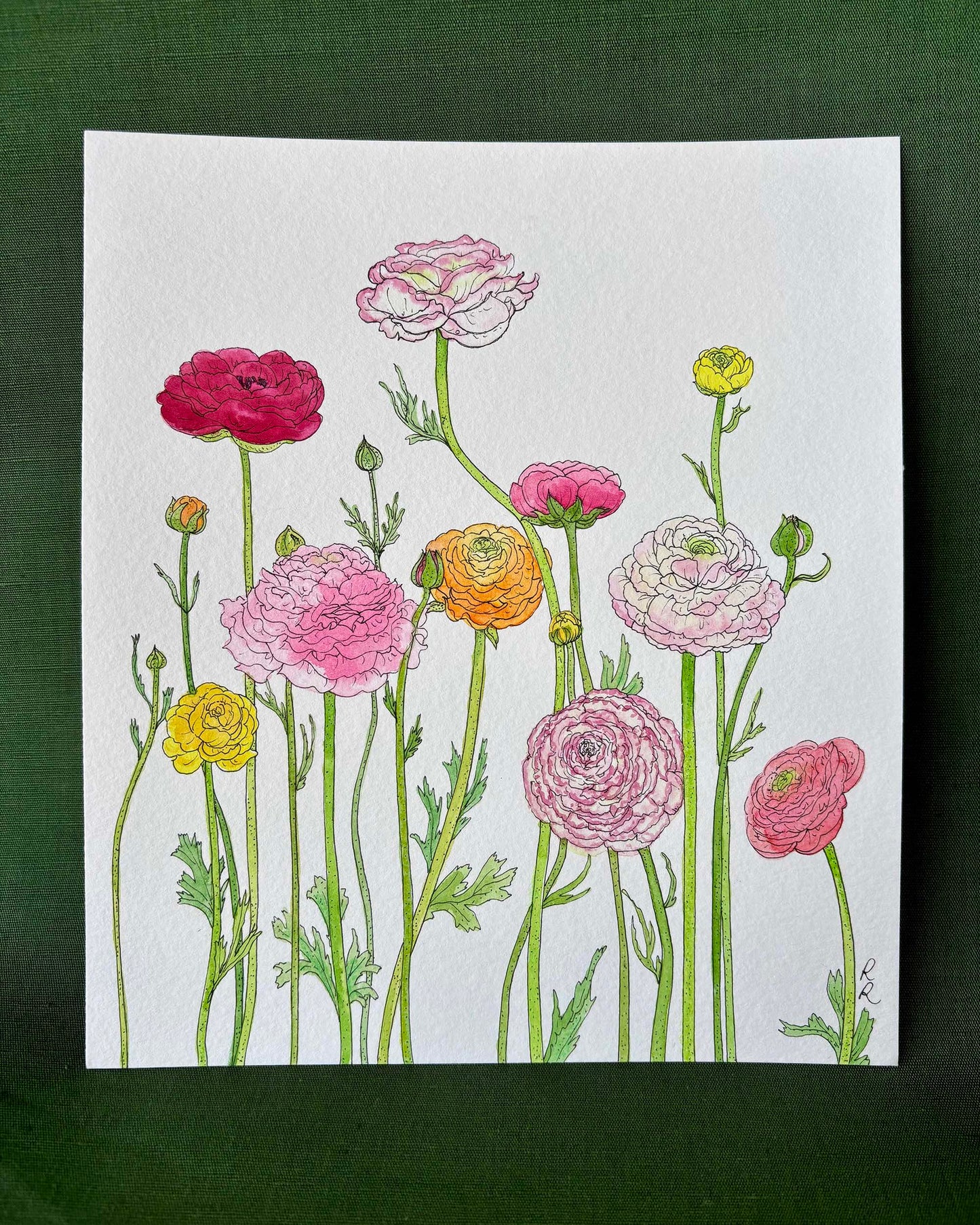 Ranunculus