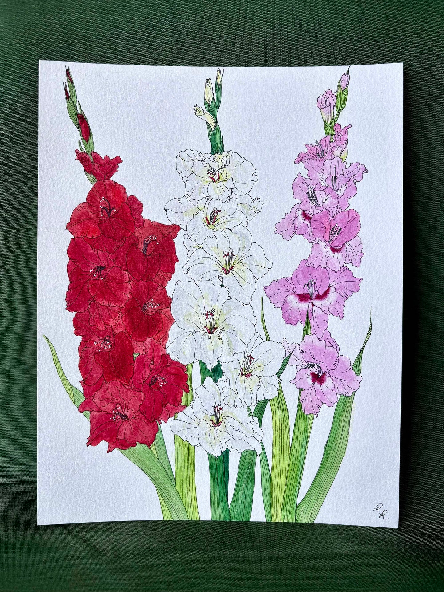 A watercolor painting of three gladiolus flower stalks on textured white paper, displayed against a dark green background. The left flower is red, the middle is white, and the right is pink, with green stems and leaves.