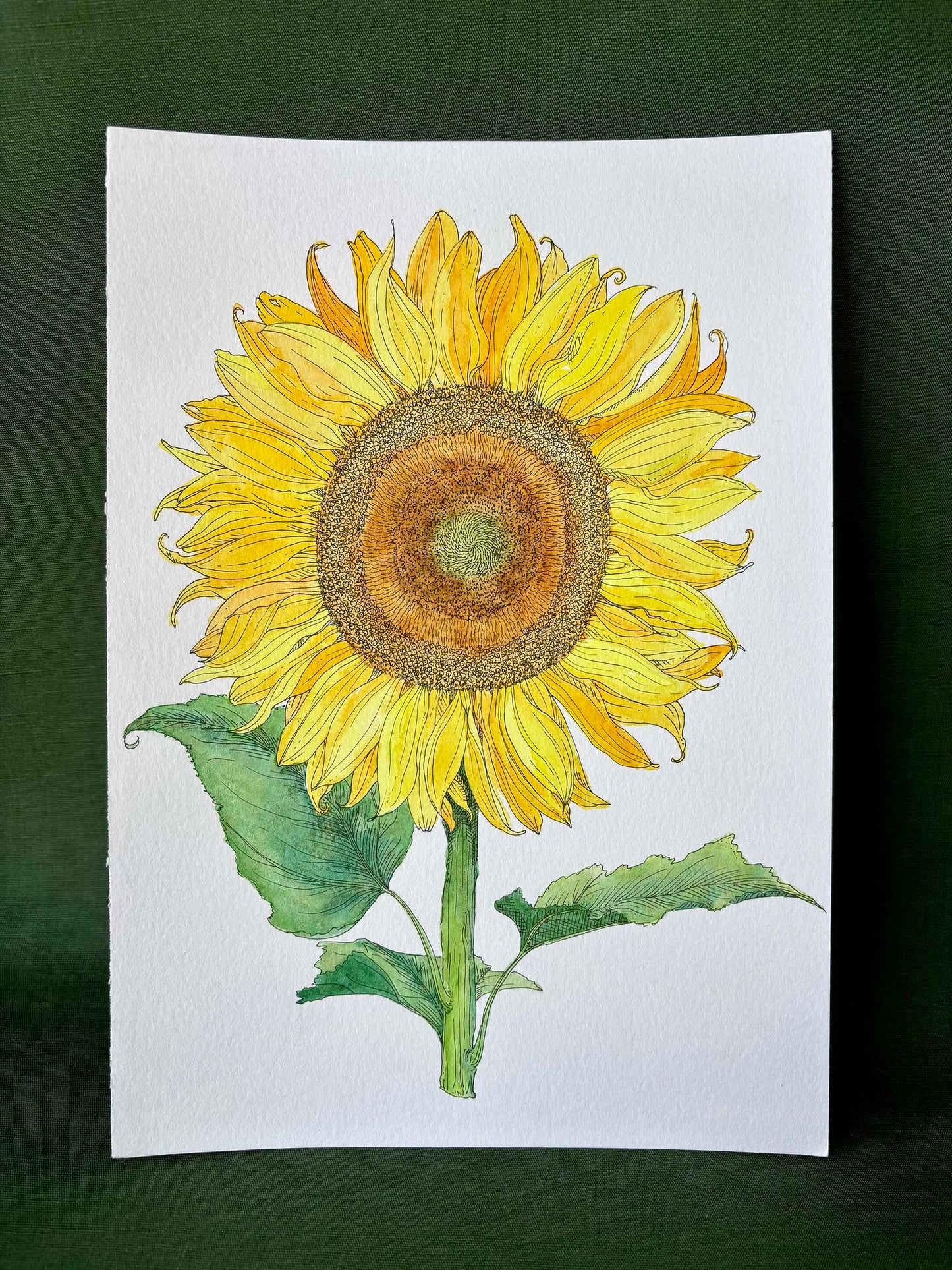 Sunflower