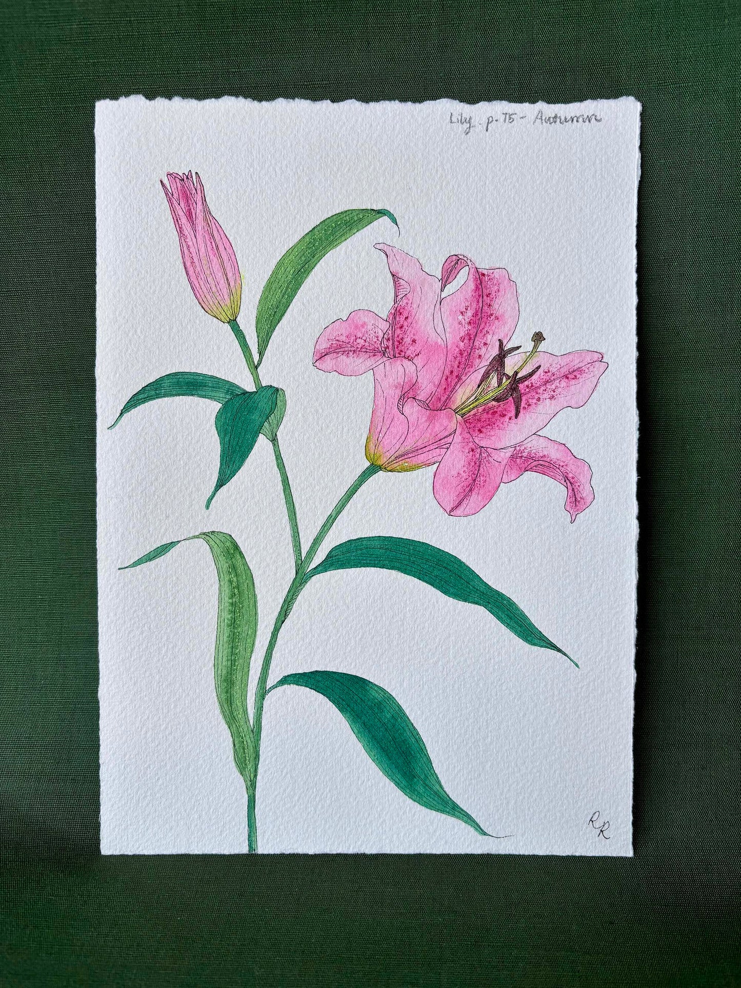 Lily