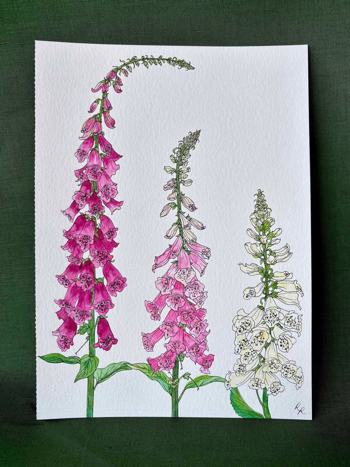 A botanical art depicting three species of foxglove flowers on textured white paper