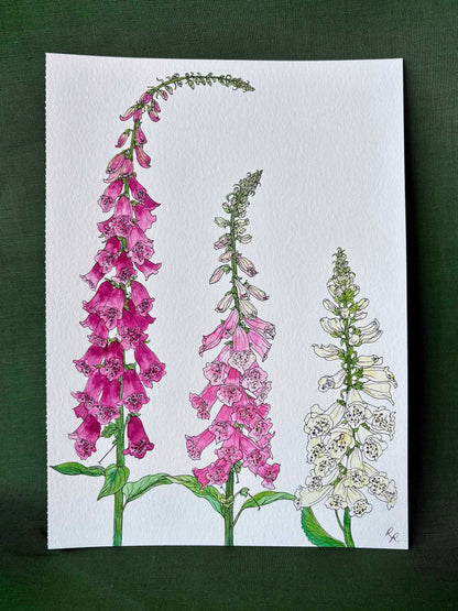 A botanical art depicting three species of foxglove flowers on textured white paper