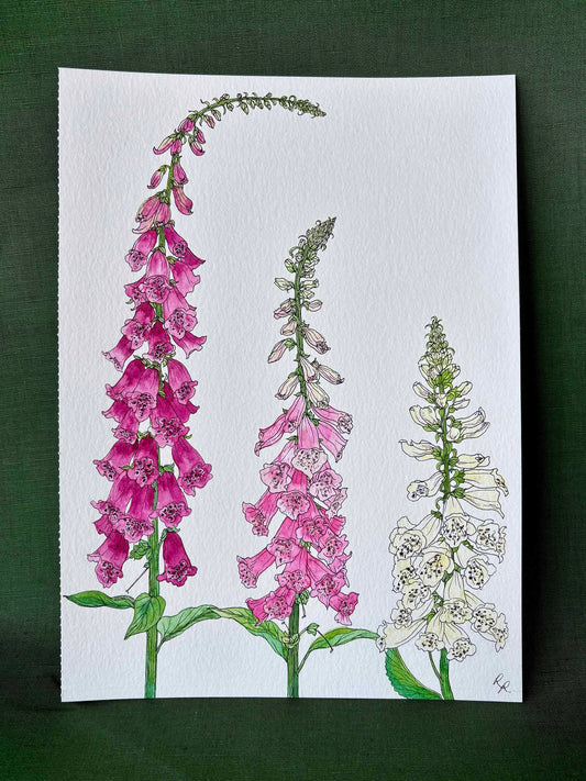 A botanical art depicting three species of foxglove flowers on textured white paper