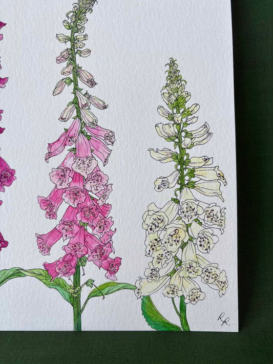 Foxglove