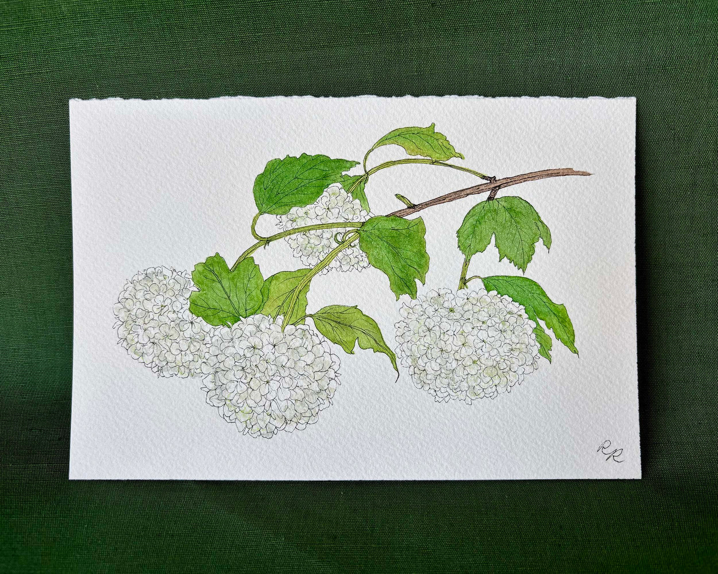 A botanical watercolor painting on textured white paper, depicting a branch with green leaves and clusters of white flowers