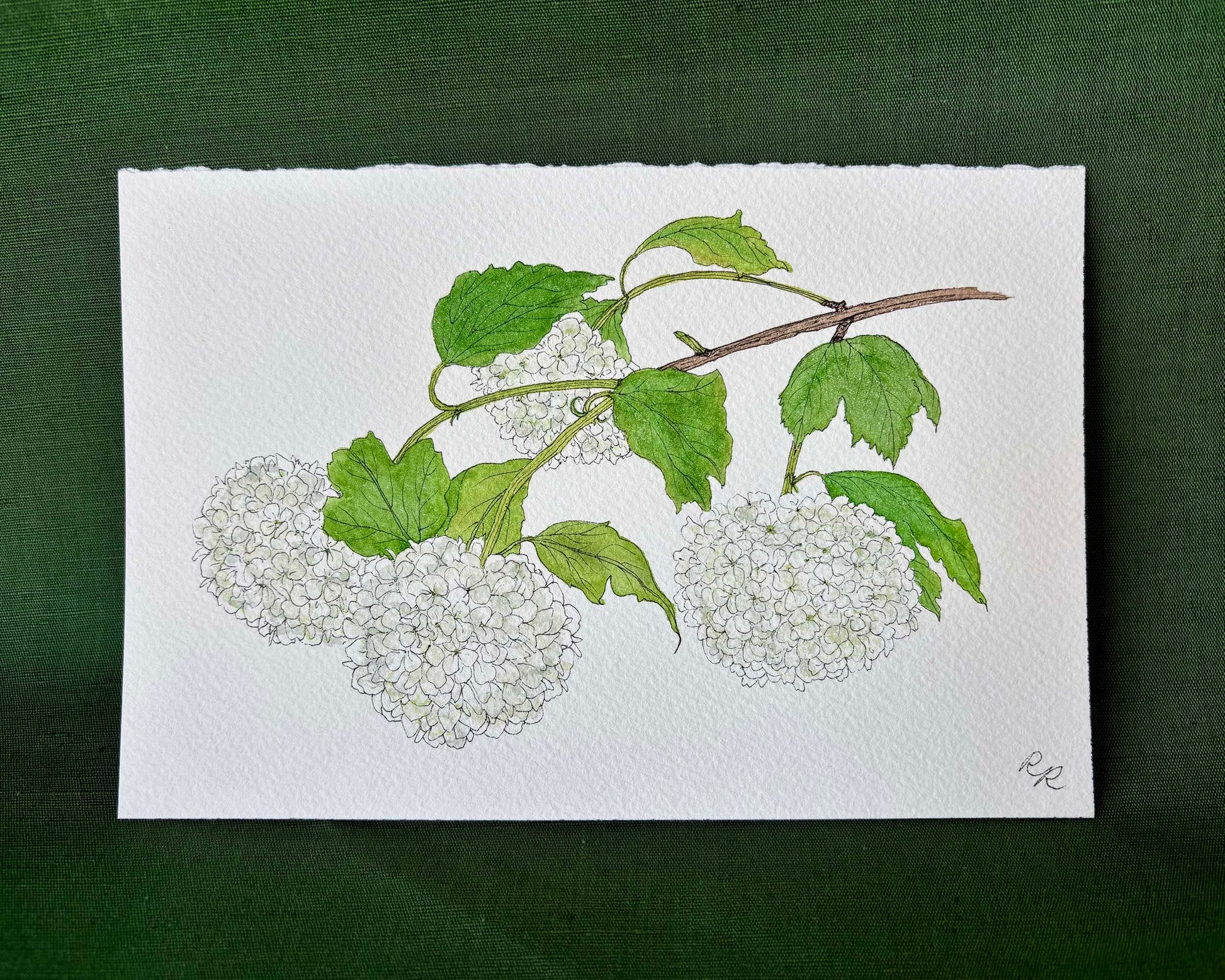 A botanical watercolor painting on textured white paper, depicting a branch with green leaves and clusters of white flowers