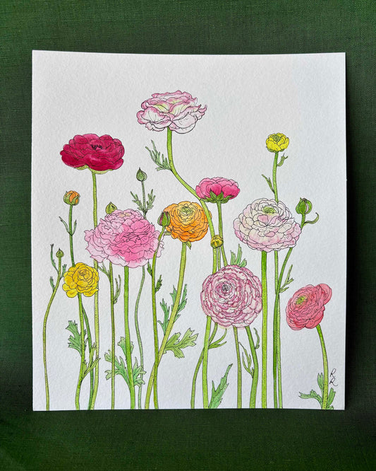 Ranunculus