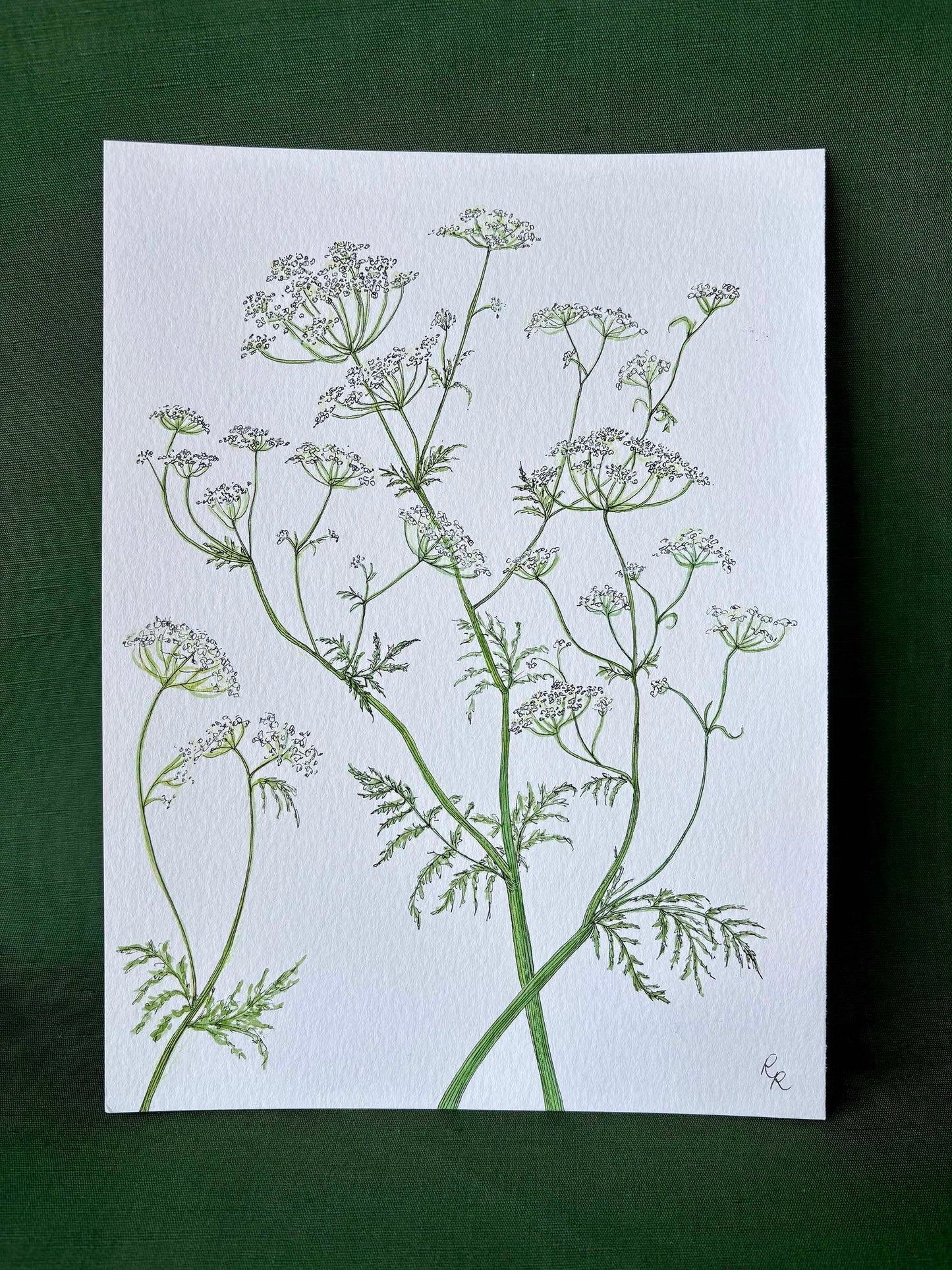 Queen Anne's Lace