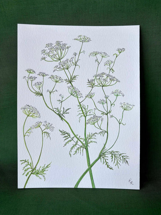 Queen Anne's Lace