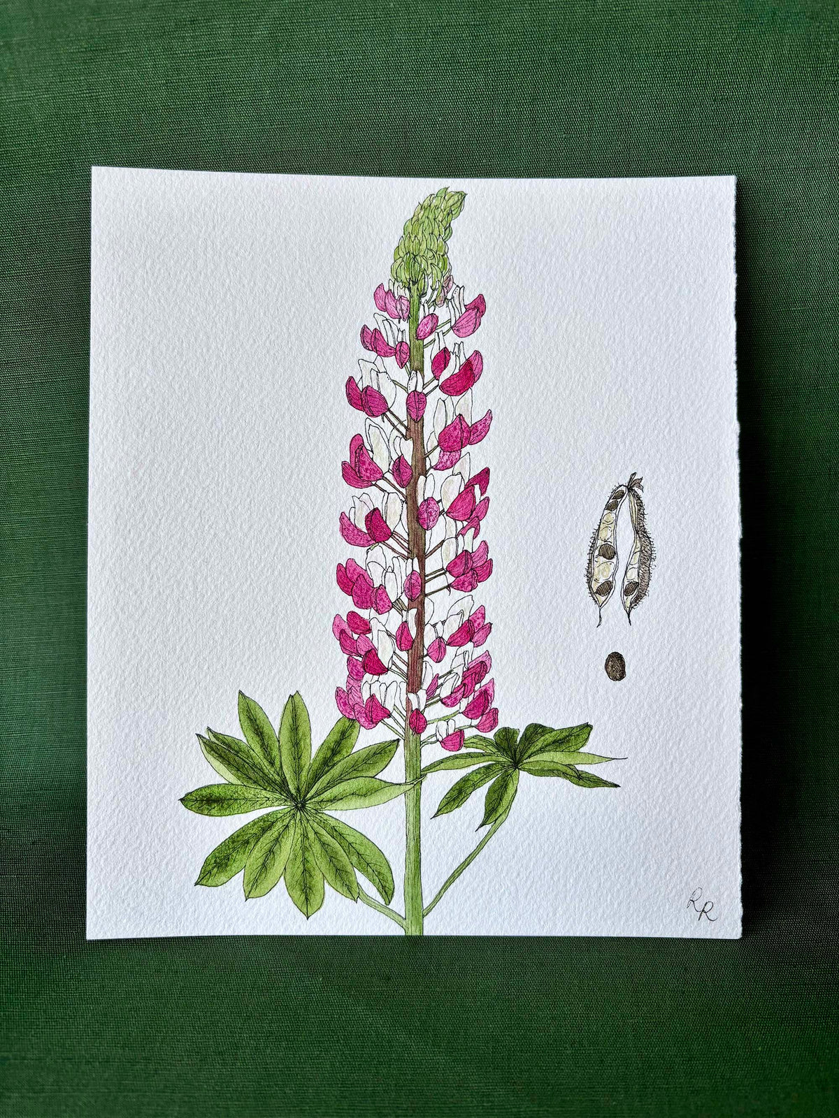 Lupin