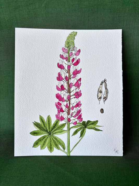 Lupin