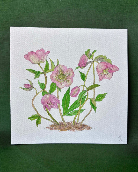 A square watercolor painting of pink hellebores with green leaves on a white textured paper background