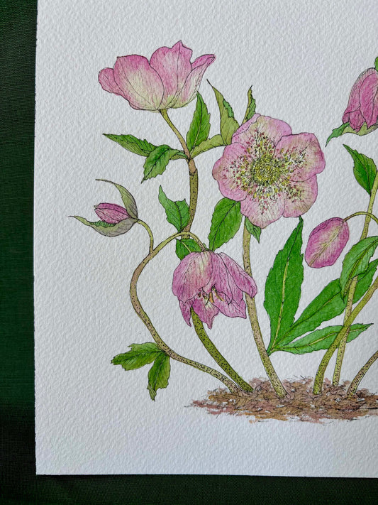 Hellebore