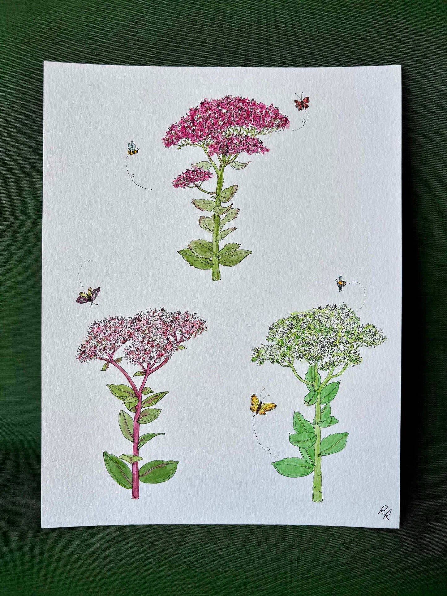 Sedum "Autumn Joy"