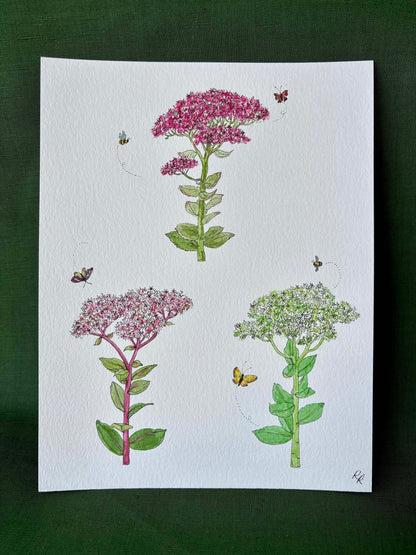 Sedum "Autumn Joy"