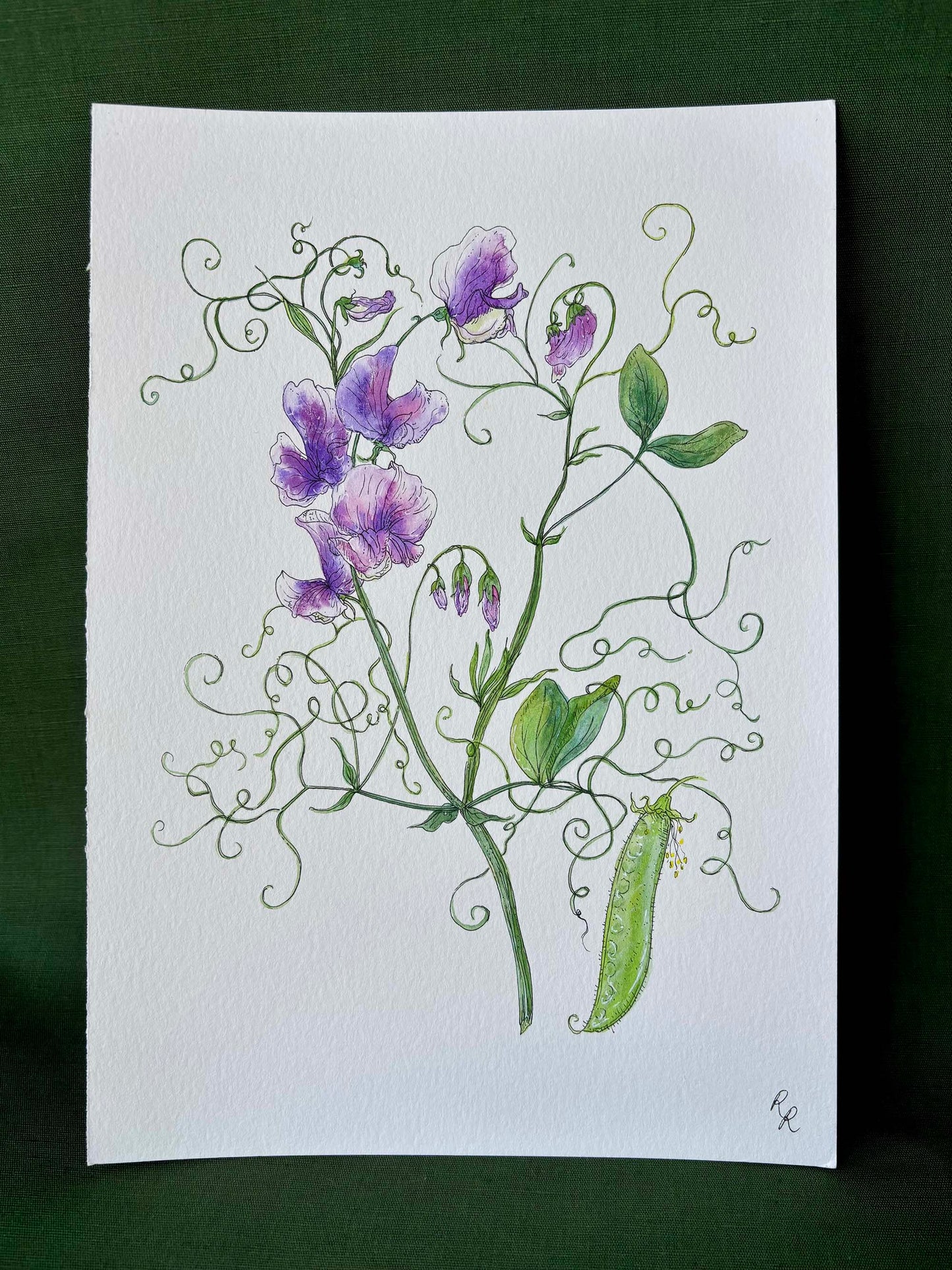Sweet Pea