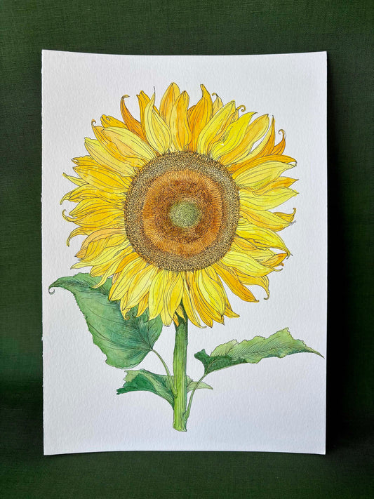 Sunflower