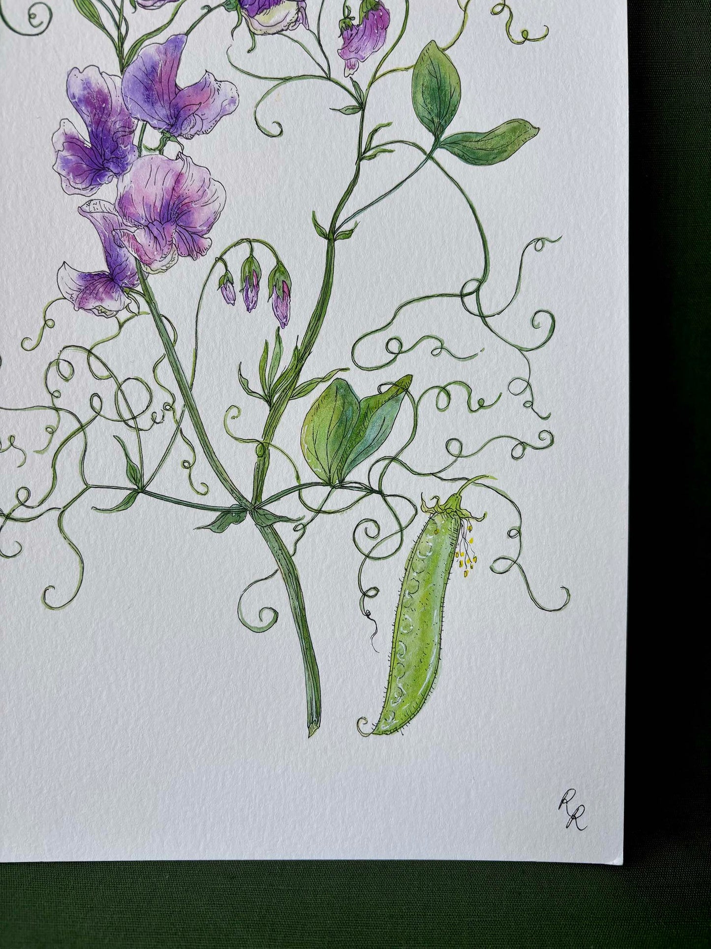 Sweet Pea