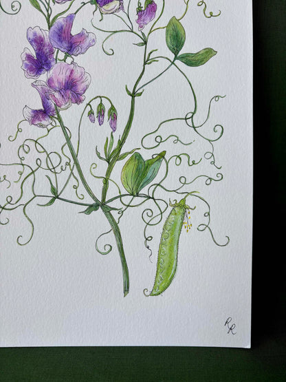 Sweet Pea