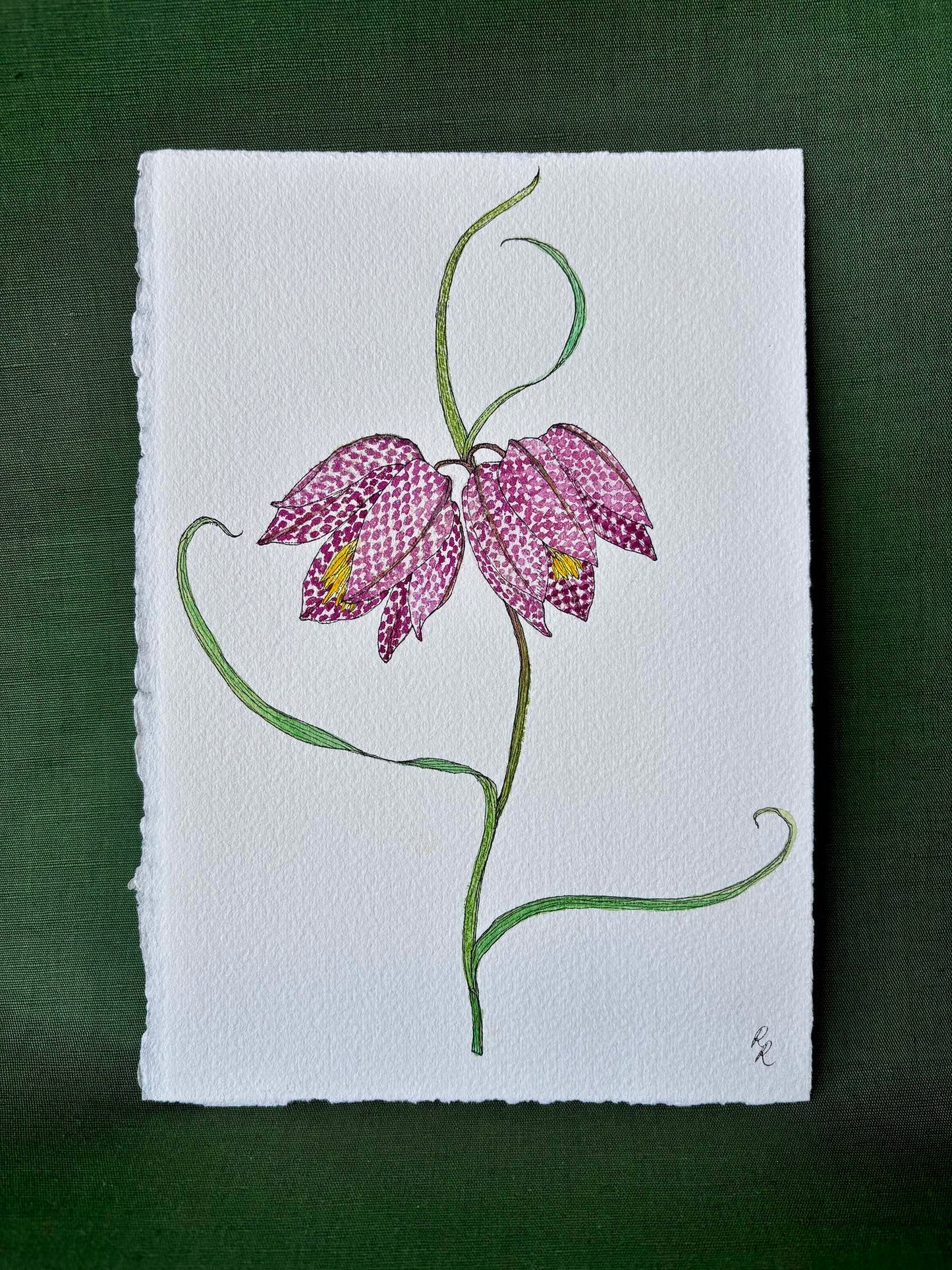 A botanical art print depicting two pink and purple checkered fritillary flowers with green stems on textured white paper