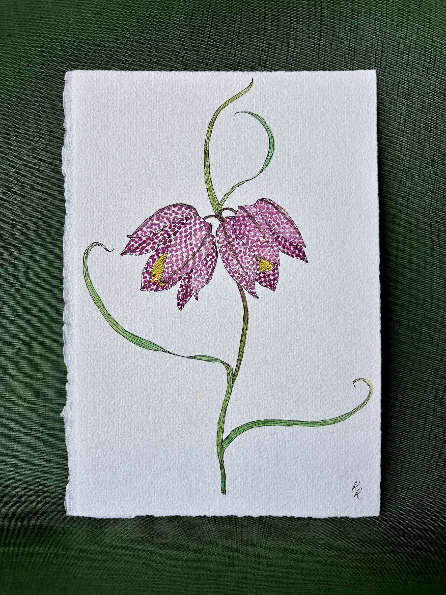 A botanical art print depicting two pink and purple checkered fritillary flowers with green stems on textured white paper