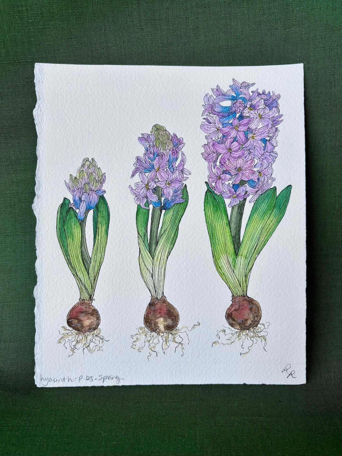 A botanical watercolor painting of three hyacinth plants in different stages of bloom