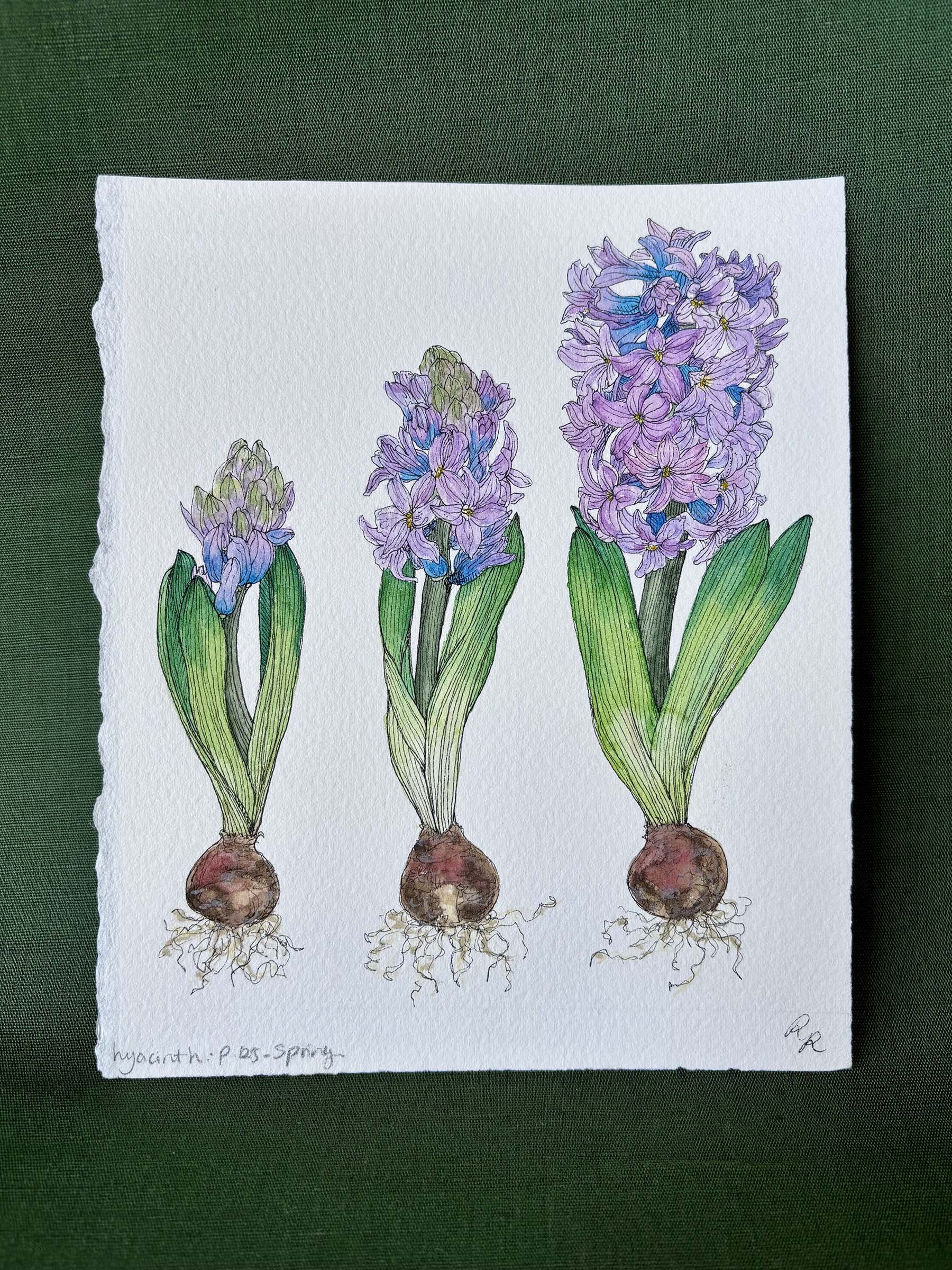 A botanical watercolor painting of three hyacinth plants in different stages of bloom