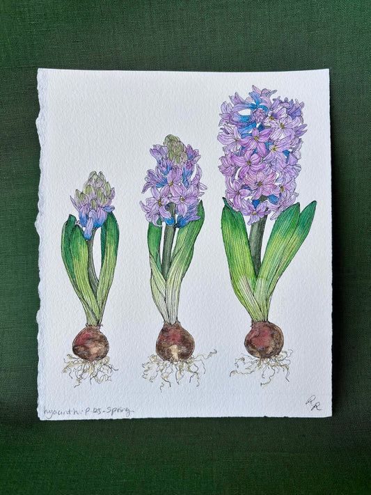 A botanical watercolor painting of three hyacinth plants in different stages of bloom