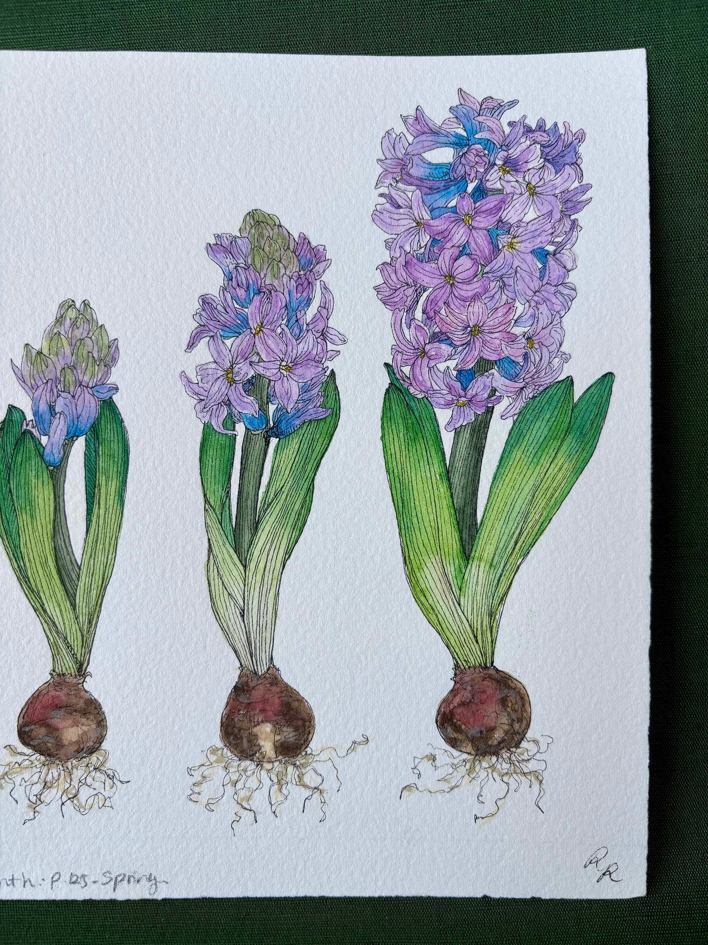 Hyacinth