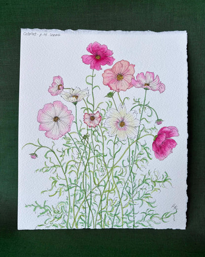 A botanical art of cosmos flowers on textured white paper