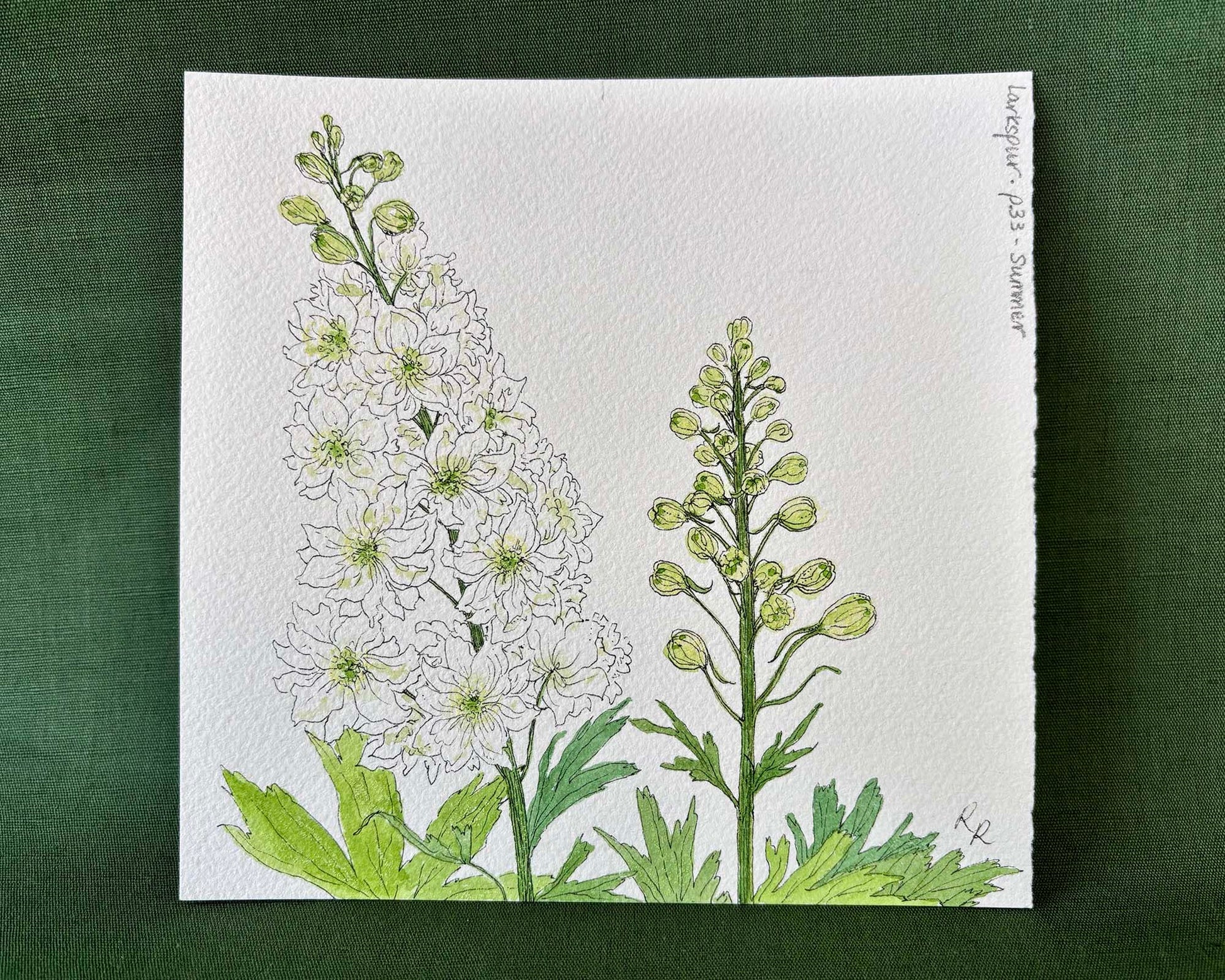 A square botanical art print featuring white larkspur flowers and green stems on textured white paper