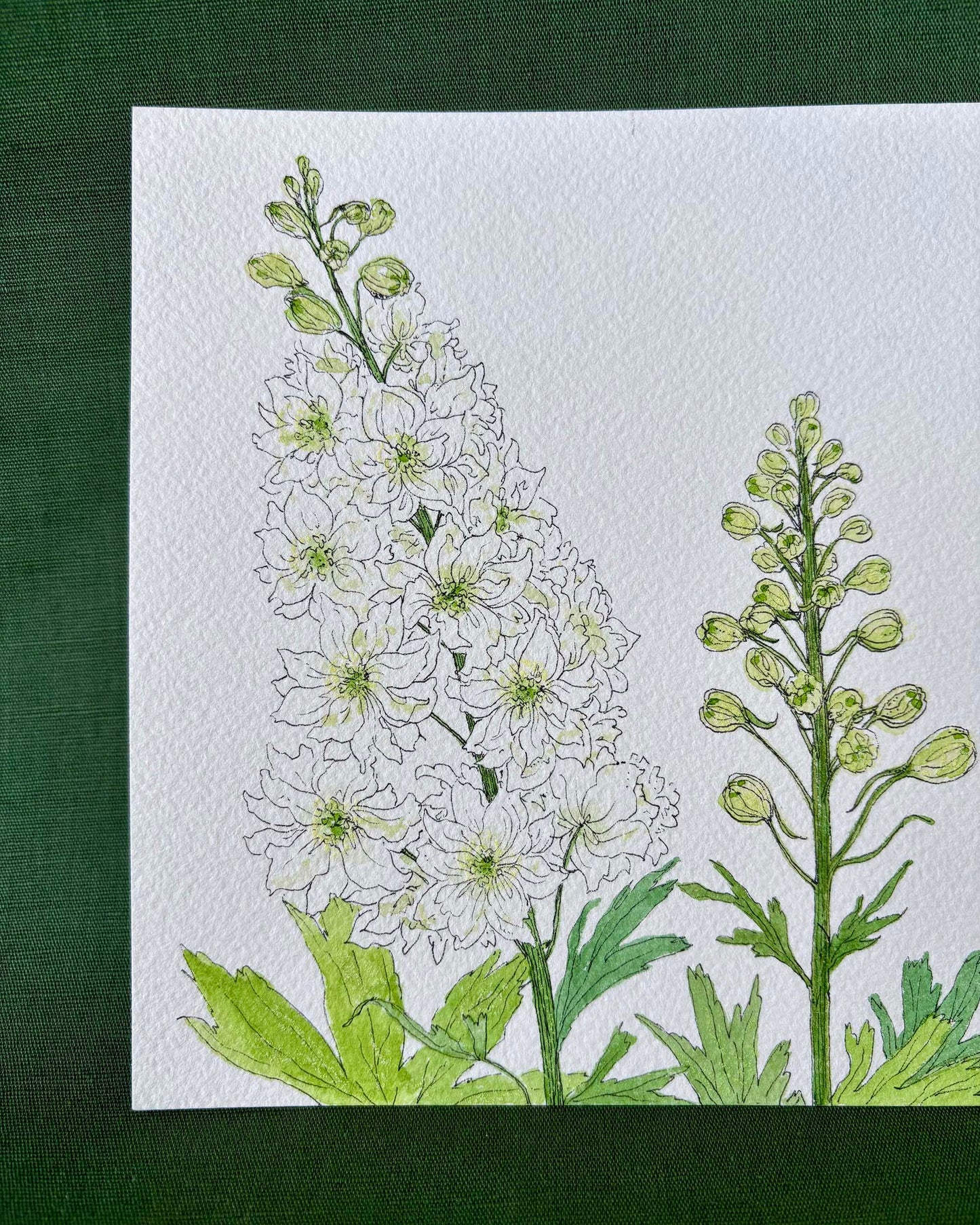 Larkspur