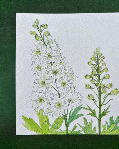 Larkspur