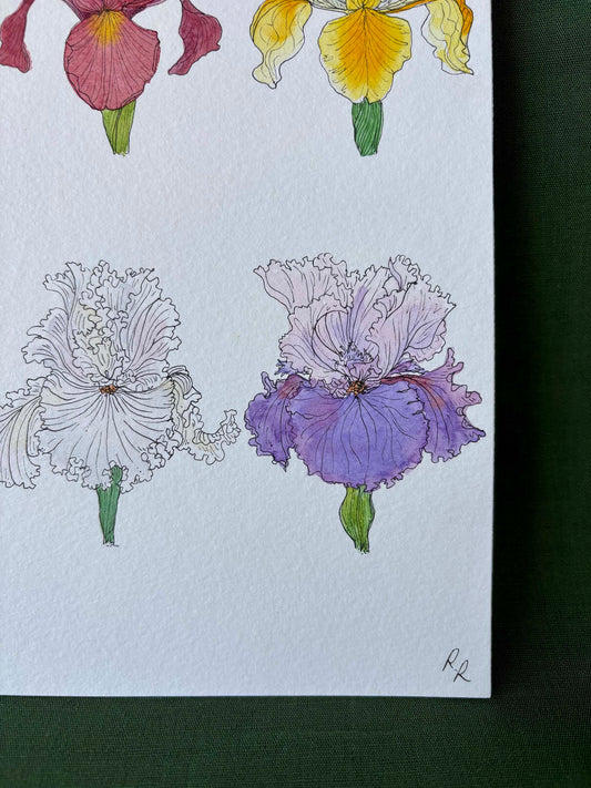 Iris