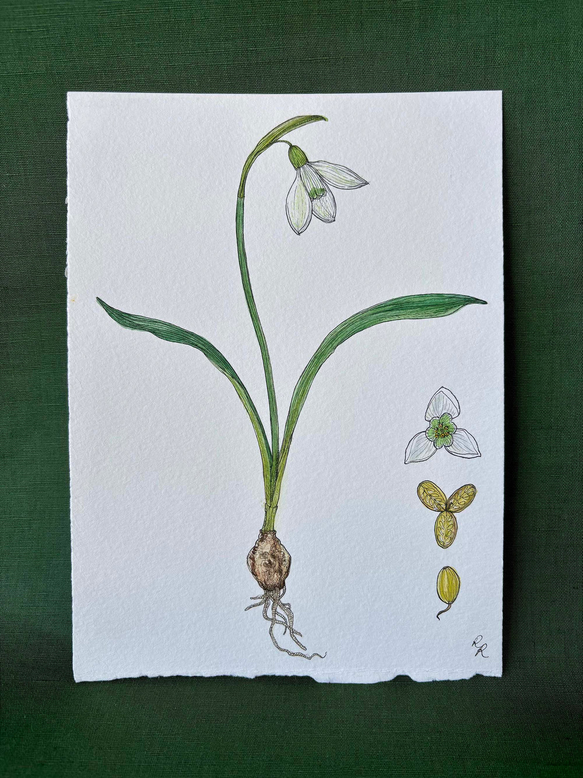 Snowdrop