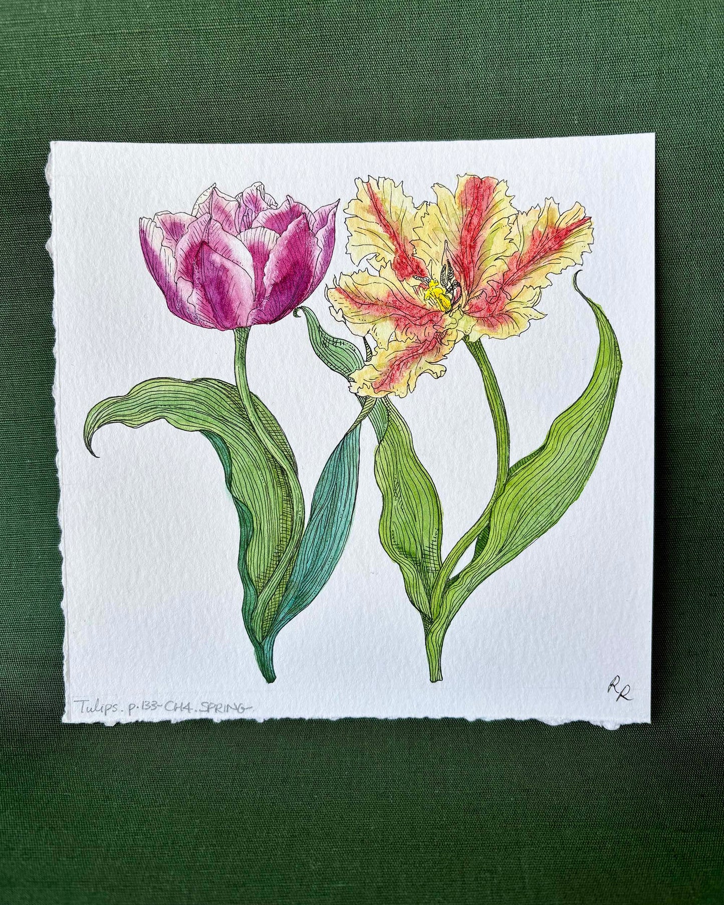 Tulips