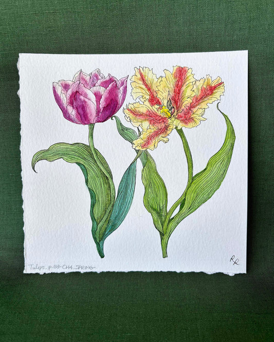 Tulips