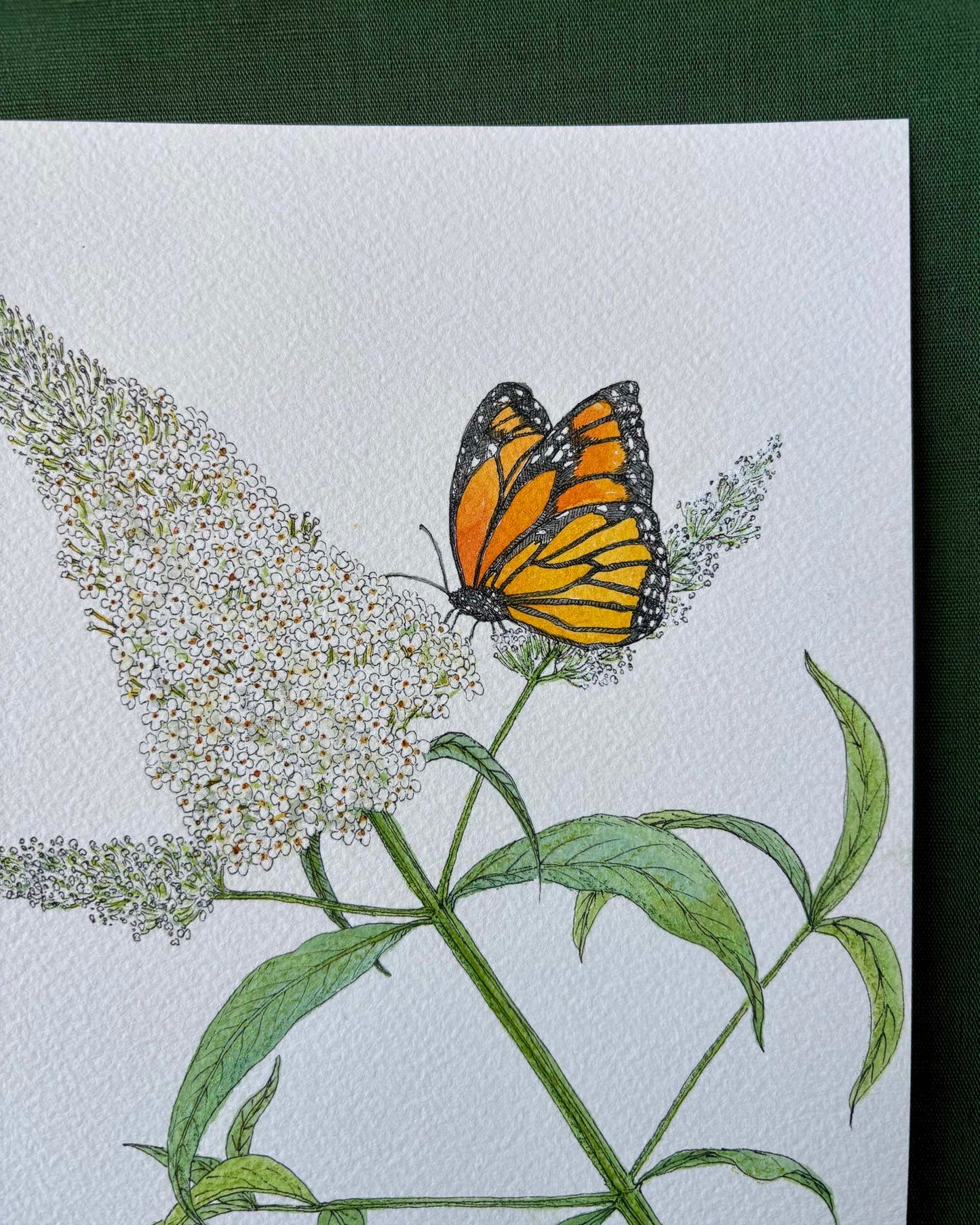Buddleia