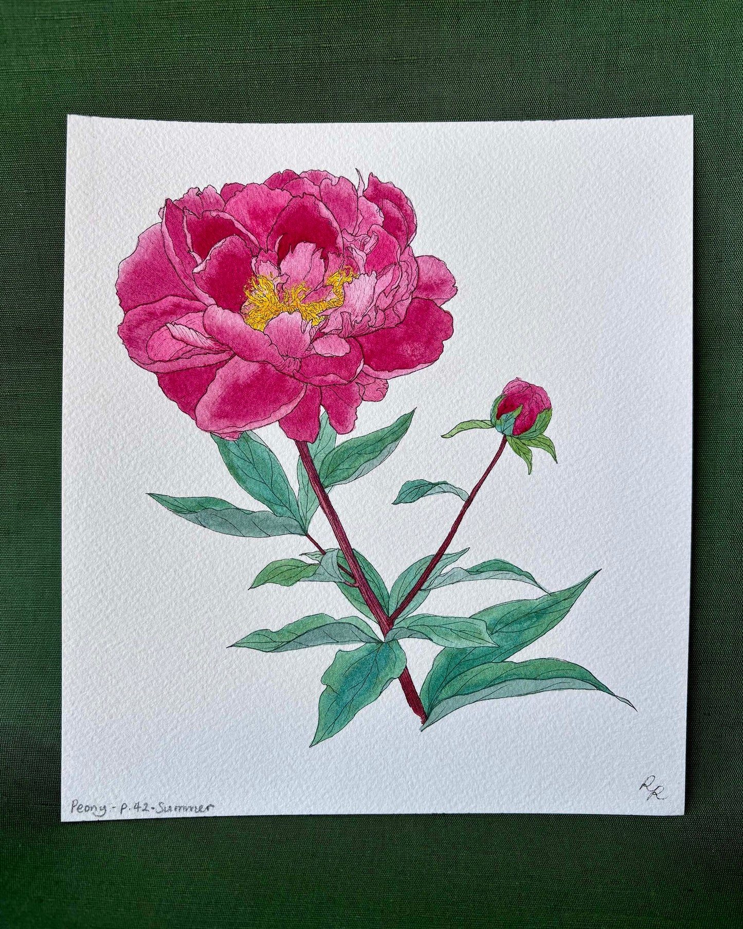 A botanical watercolor painting of a pink peony flower with green leaves and a small bud, shown on a white square paper