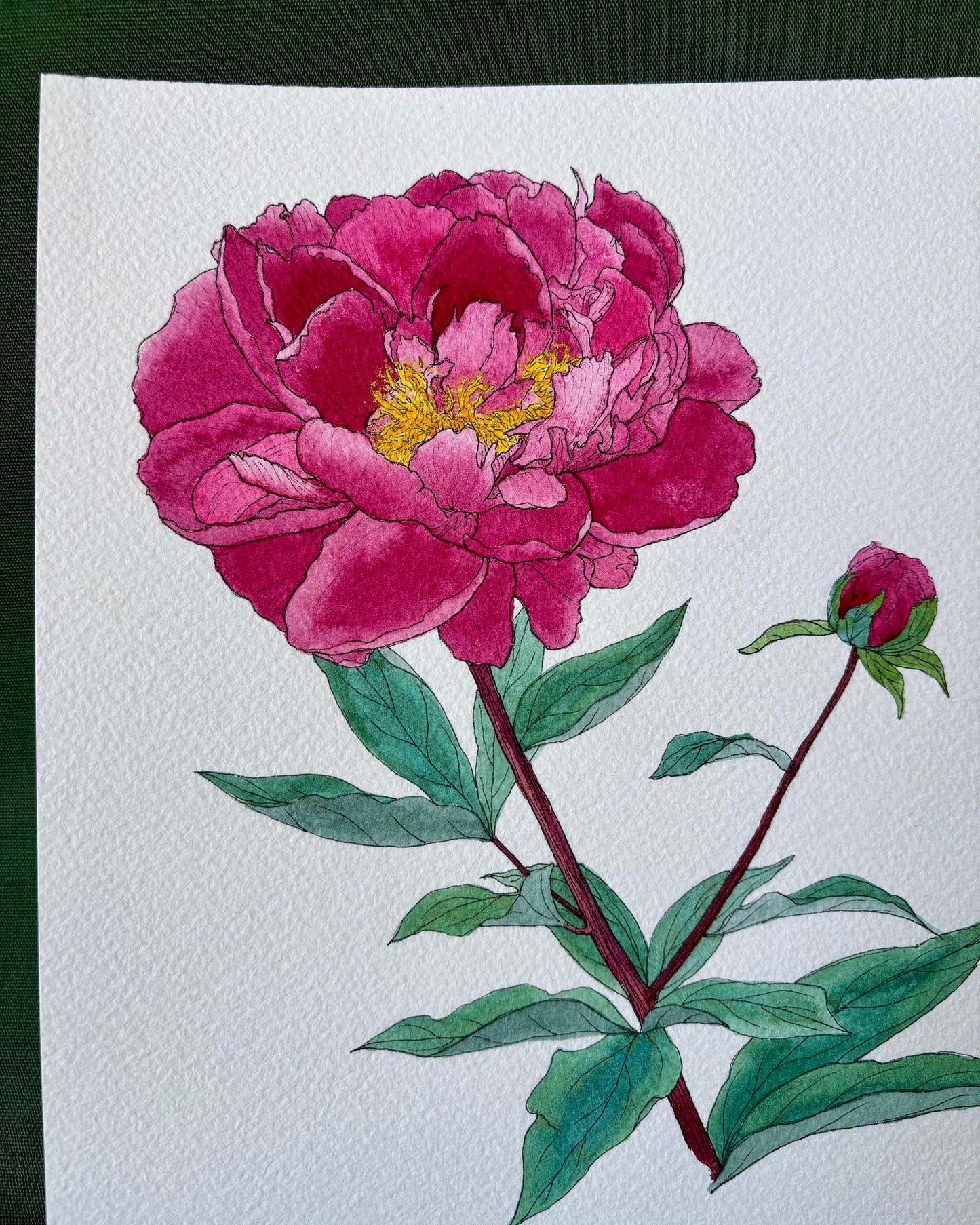 A botanical watercolor painting of a large pink peony flower with green leaves and stems, plus a smaller bud, on textured white paper.